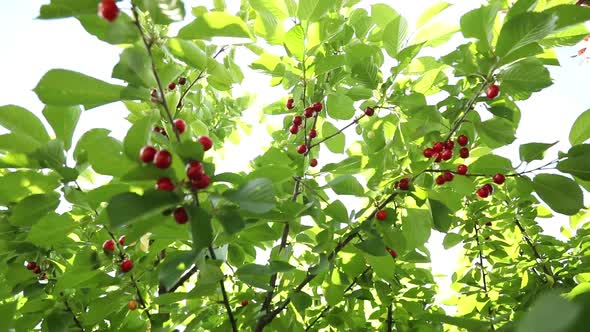 Red ripe cherry berries with dew drops on a tree twig branch in a summer