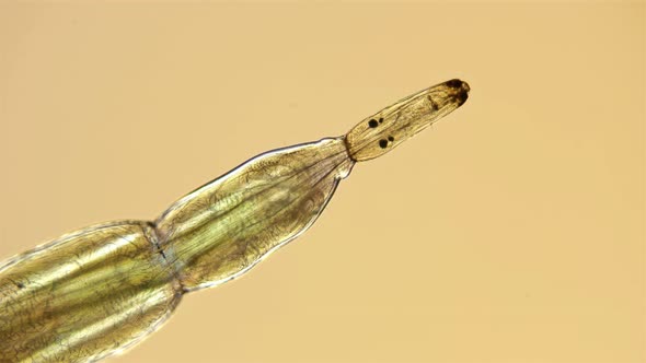 Insect Larva Chironomidae Under the Microscope