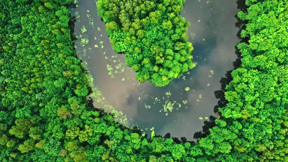 Aerial view of green forest and river in summer.