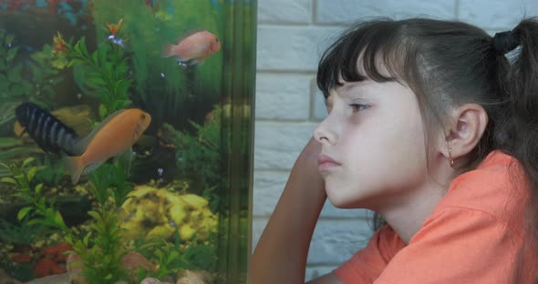 Domestic fish in aquarium. 