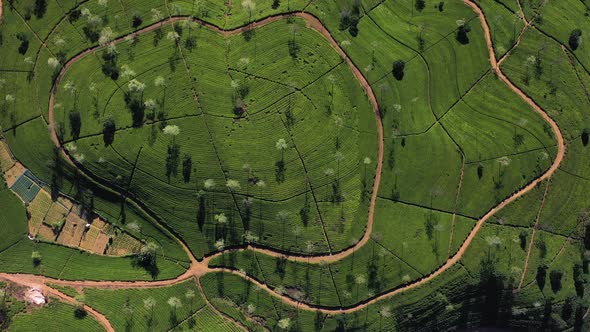 Aerial view of Ella Tea Garden, Nuwara Eliya, Sri Lanka.