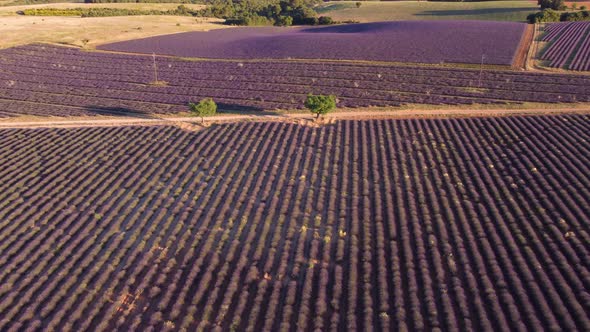 Plateau de Valensole lavender field in Provence, France