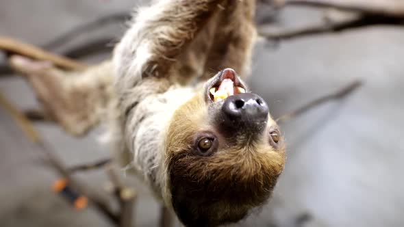 Cute sloth feeding slow motion