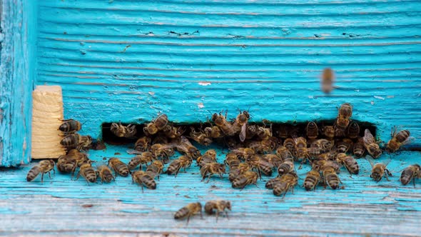 Honey Bees Swarm Around the Hive