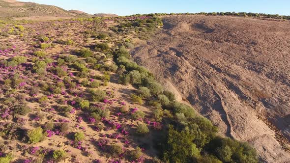 Wild Flowers - South Africa