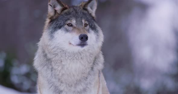 Portrait of Beautiful Wolf in Snowy Forest