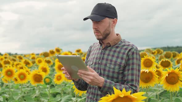 Farmer Man Stands in the Field of Sunflowers and Works on a Screen Tablet Investigating Plants