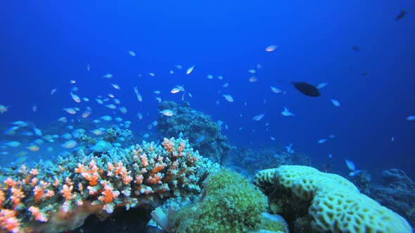 Reef Coral Garden Underwater