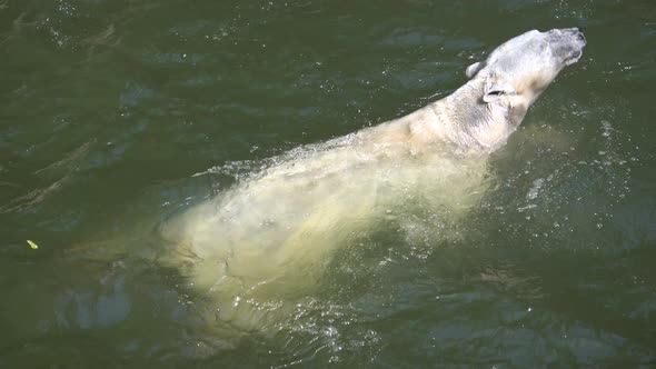 Polar bear (Ursus maritimus) swimming in the water