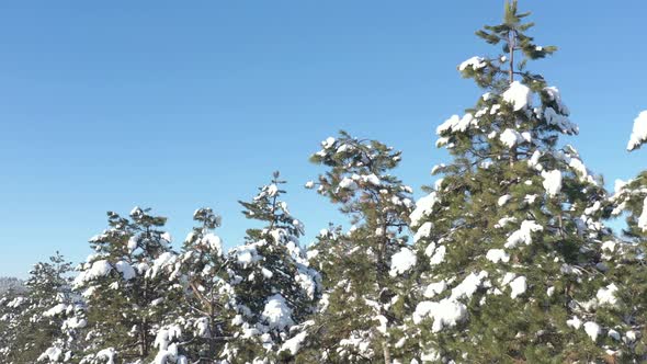 Evergreen tree branches with snow against blue sky 4K aerial video