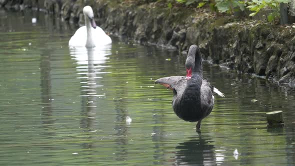 Black Swan and White Swan cooling in rural pond in park during sunny day - super slow motion