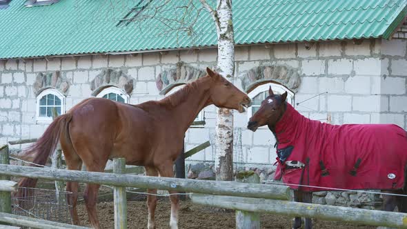 Slow Motion Horses Playing with Each Other One Bit the Other