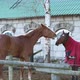 Slow Motion Horses Playing with Each Other One Bit the Other - VideoHive Item for Sale
