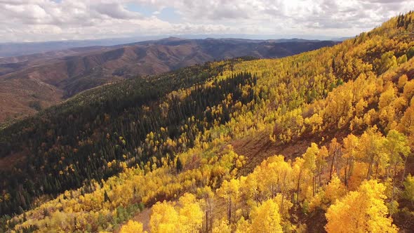 Aerial view above yellow aspen trees