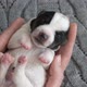 Puppy Sleeping in the Owners Hands - VideoHive Item for Sale