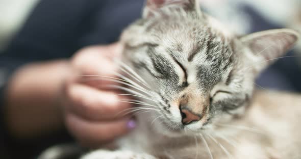 Purring Kitty Loving Pet Contended Sleepy Cat