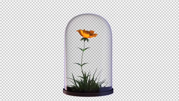 Growing Rose Flower In The Glass Lantern