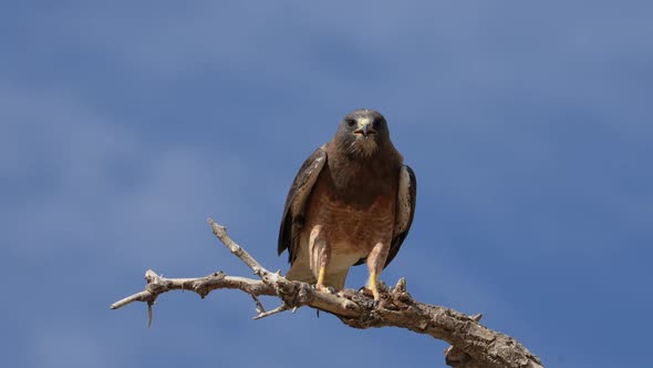 Swainson's Hawk perched on a branch screaming in slow motion