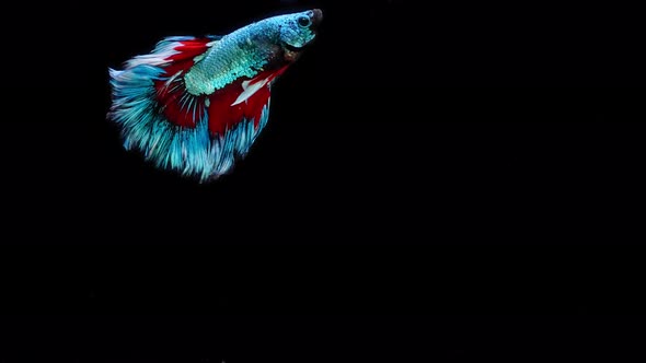 Blue and red color Siamese fighting fish