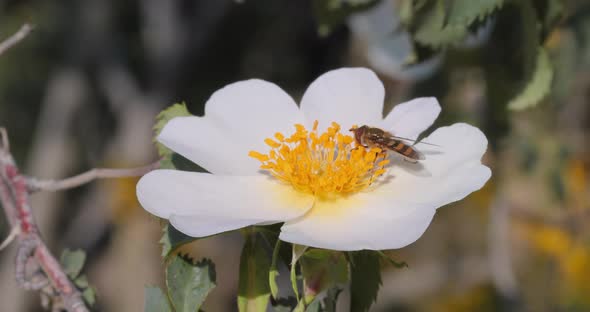 Hoverflies Flower Flies or Syrphid Flies Insect Family Syrphidae