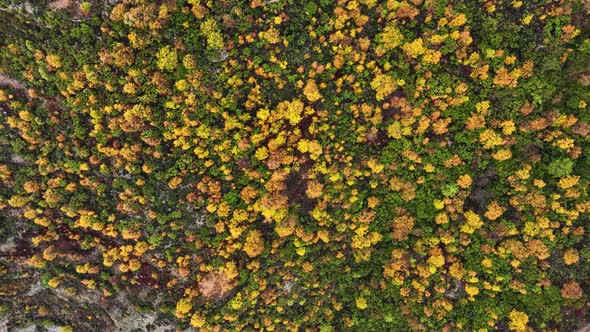 Autumn Forest Aerial View 4 K