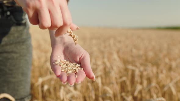 Wheat rural field on sunny day. Farmer, agronomist, agribusiness owner checks ears of ripe