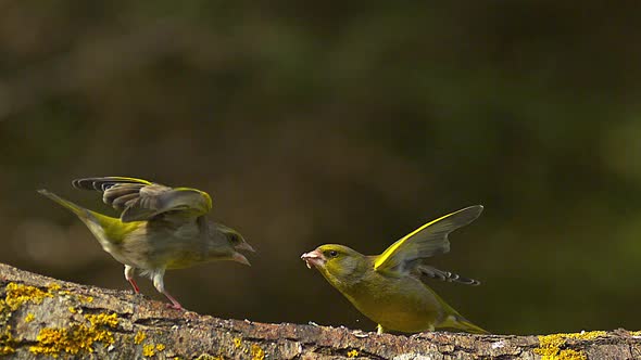 700747 European Greenfinch, carduelis chloris, Female attacking Male, Normandy, Slow Motion