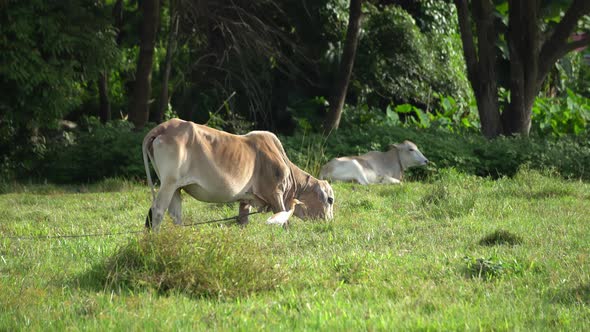 Cow grazing grass with cattle egret 