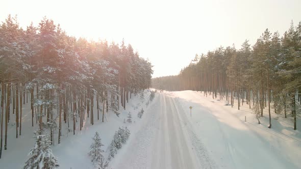 Beautiful Winter Pine Forest on a Sunny Day