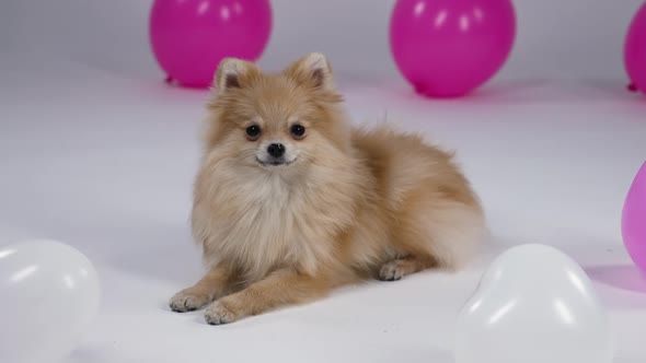 A Pomeranian Spitz Lies in the Studio on a Gray Background Surrounded By Pink and White Balloons