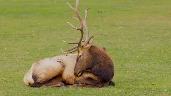 A herd of wild elks grazing on grass