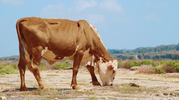 Cow grazing in a tropical desert on a sunny day with copy space, SLOW MOTION