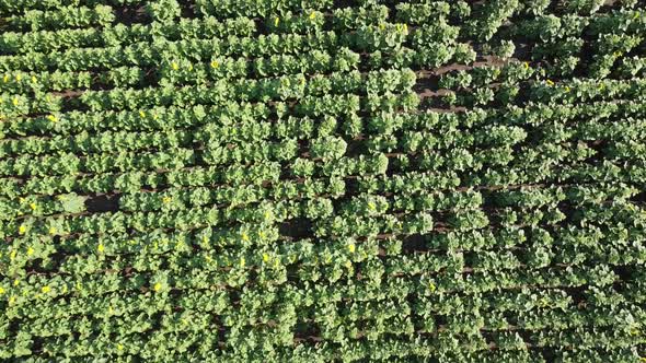 Aerial drone view of a flying over the sunflower field