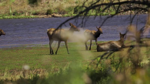 Wild elk herd walking through marshy wetlands slow motion 30fps