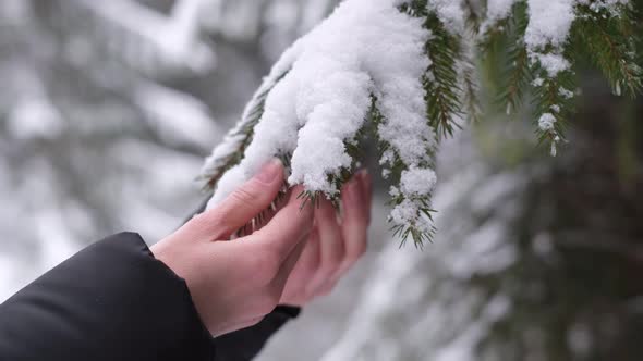 Girl in a White Hat in the Middle of the Forest Looks at a Green Christmas Tree