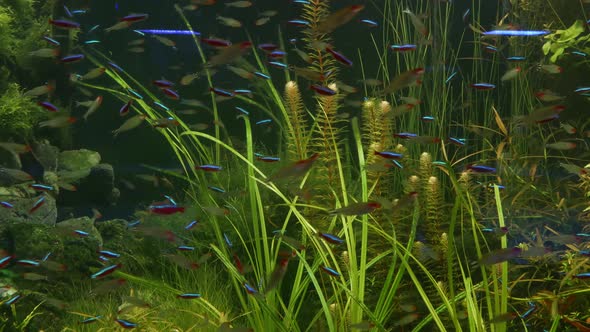 Colorful Vivid Fluorescent Small Fishes Glow in River Fresh Water Aquarium Between Green Algae and