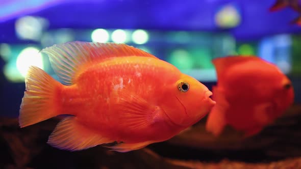 Aquarium With Tropical Red Fish Swimming In The Aquarium In Search Of Food