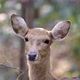 sika deer in forest - VideoHive Item for Sale