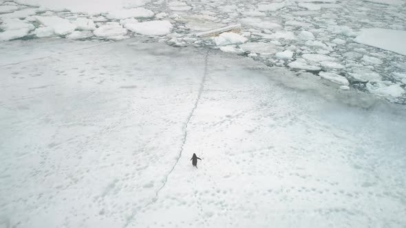 Antarctica Penguin Running on Snow, Ice Land.