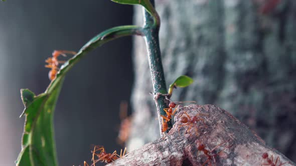 Weaver Ants Exploring at the Base of a Leaf