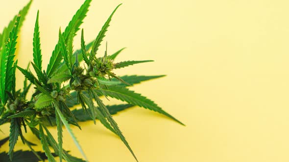 a Large Bush of Fresh Green Marijuana Lies on a Pastel Yellow Background with