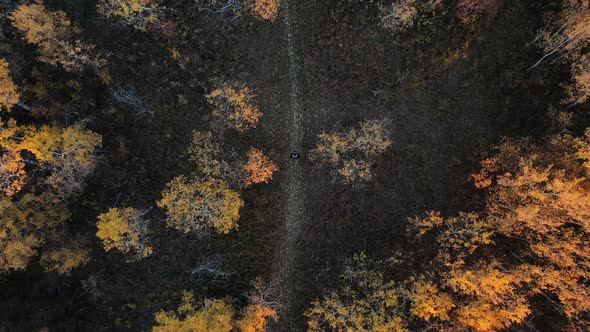 Man flying a drone from low angle to up high in the sky with the views of a huge autumnal forest in