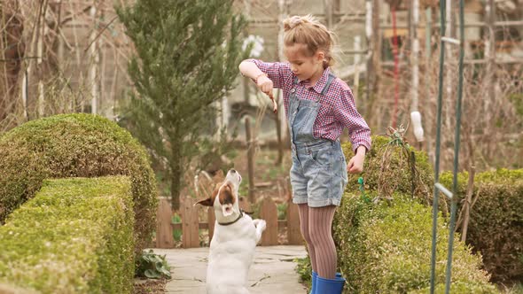 A Funny Girl Plays with Jack Russell Terrier Dog on a Farm or in a Village Yard