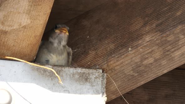 Eurasian Tree Sparrow Bird Feeds Chick.