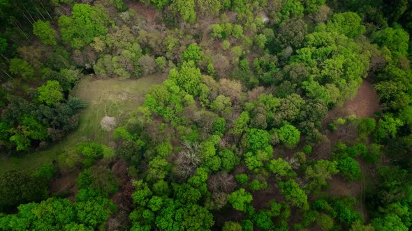 A Flight of the Camera Over the Tops of Green Trees