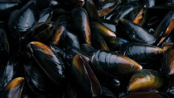Pile Of Mussels