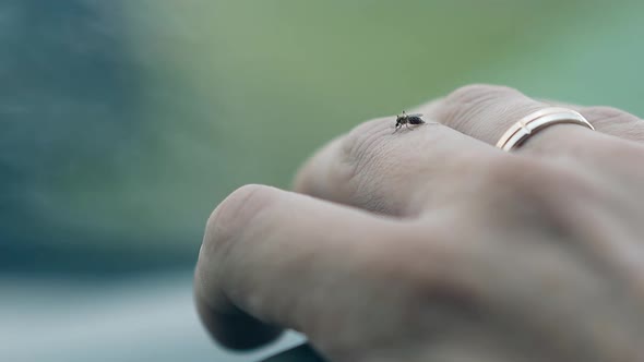 Macro View Small Mosquito Sits on Person Hand with Gold Ring