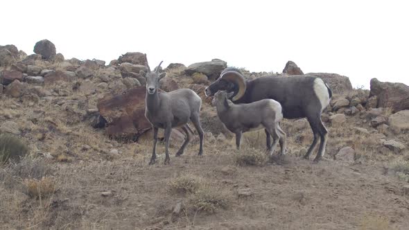 Bighorn sheep ram following ewe in slow motion