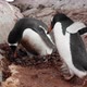 Penguins Build A Nest 50p - VideoHive Item for Sale