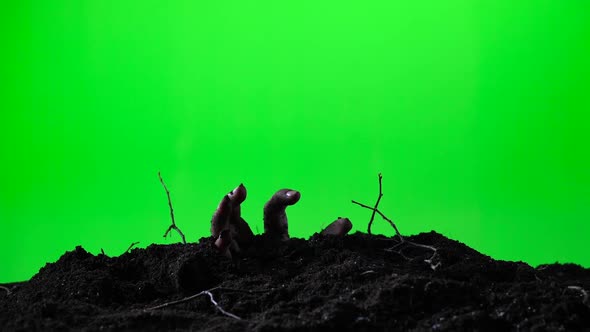 Zombie Hand Emerging From the Ground Grave. Halloween Concept. Green Screen. 018